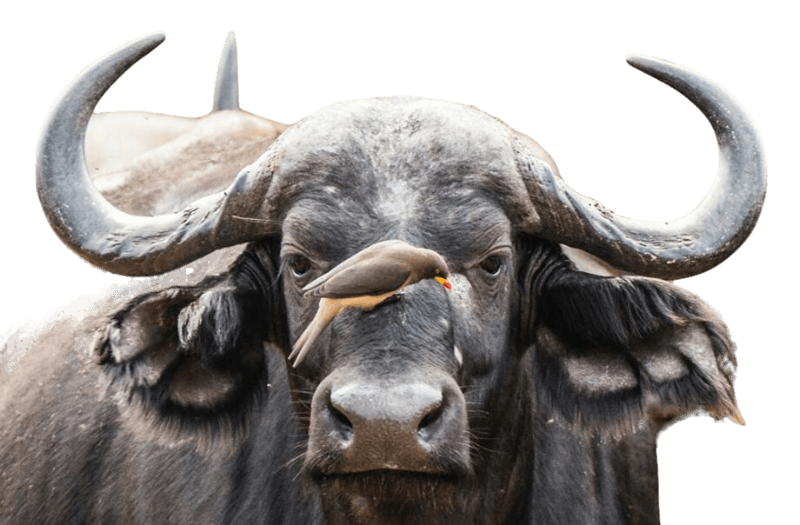 علاقة التعايش بين الجاموس والطائر علاقة التعايش بين الجاموس والطائر